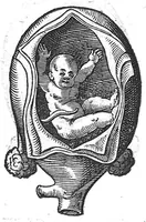 An illustration from De conceptu et generatione hominis (1580)
