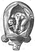 An illustration from De conceptu et generatione hominis (1580)