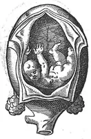 An illustration from De conceptu et generatione hominis (1580)
