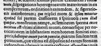 An illustration from De perfecta constitutione hominis in utero (1616)