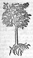 An illustration from Les six livres de Pedacion Dioscoride d’Anazarbe, de la matiere medicale, translatez de Latin en François. A chacun Chapitre sont adjoustees certaines annotations fort doctes, et recueillies des plus excellens Medecins, anciens et modernes, Avec Privilege pour cinq ans, (1559)