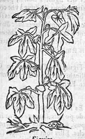 Picture 15 of 60 from Les six livres de Pedacion Dioscoride d’Anazarbe, de la matiere medicale, translatez de Latin en François. A chacun Chapitre sont adjoustees certaines annotations fort doctes, et recueillies des plus excellens Medecins, anciens et modernes, Avec Privilege pour cinq ans, (1559), leaf 122