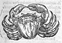 Picture 16 of 60 from Les six livres de Pedacion Dioscoride d’Anazarbe, de la matiere medicale, translatez de Latin en François. A chacun Chapitre sont adjoustees certaines annotations fort doctes, et recueillies des plus excellens Medecins, anciens et modernes, Avec Privilege pour cinq ans, (1559), leaf 132