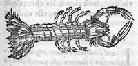 Picture 17 of 60 from Les six livres de Pedacion Dioscoride d’Anazarbe, de la matiere medicale, translatez de Latin en François. A chacun Chapitre sont adjoustees certaines annotations fort doctes, et recueillies des plus excellens Medecins, anciens et modernes, Avec Privilege pour cinq ans, (1559), leaf 132