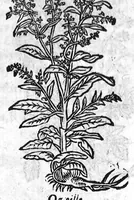 Picture 20 of 60 from Les six livres de Pedacion Dioscoride d’Anazarbe, de la matiere medicale, translatez de Latin en François. A chacun Chapitre sont adjoustees certaines annotations fort doctes, et recueillies des plus excellens Medecins, anciens et modernes, Avec Privilege pour cinq ans, (1559), leaf 197