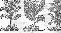 Picture 21 of 60 from Les six livres de Pedacion Dioscoride d’Anazarbe, de la matiere medicale, translatez de Latin en François. A chacun Chapitre sont adjoustees certaines annotations fort doctes, et recueillies des plus excellens Medecins, anciens et modernes, Avec Privilege pour cinq ans, (1559), leaf 201
