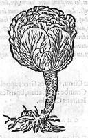 Picture 22 of 60 from Les six livres de Pedacion Dioscoride d’Anazarbe, de la matiere medicale, translatez de Latin en François. A chacun Chapitre sont adjoustees certaines annotations fort doctes, et recueillies des plus excellens Medecins, anciens et modernes, Avec Privilege pour cinq ans, (1559), leaf 201