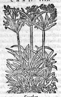 An illustration from Les six livres de Pedacion Dioscoride d’Anazarbe, de la matiere medicale, translatez de Latin en François. A chacun Chapitre sont adjoustees certaines annotations fort doctes, et recueillies des plus excellens Medecins, anciens et modernes, Avec Privilege pour cinq ans, (1559)