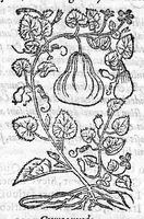 Picture 23 of 60 from Les six livres de Pedacion Dioscoride d’Anazarbe, de la matiere medicale, translatez de Latin en François. A chacun Chapitre sont adjoustees certaines annotations fort doctes, et recueillies des plus excellens Medecins, anciens et modernes, Avec Privilege pour cinq ans, (1559), leaf 212