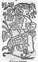 Picture 24 of 60 from Les six livres de Pedacion Dioscoride d’Anazarbe, de la matiere medicale, translatez de Latin en François. A chacun Chapitre sont adjoustees certaines annotations fort doctes, et recueillies des plus excellens Medecins, anciens et modernes, Avec Privilege pour cinq ans, (1559), leaf 212