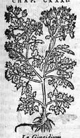 An illustration from Les six livres de Pedacion Dioscoride d’Anazarbe, de la matiere medicale, translatez de Latin en François. A chacun Chapitre sont adjoustees certaines annotations fort doctes, et recueillies des plus excellens Medecins, anciens et modernes, Avec Privilege pour cinq ans, (1559)