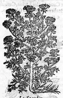 An illustration from Les six livres de Pedacion Dioscoride d’Anazarbe, de la matiere medicale, translatez de Latin en François. A chacun Chapitre sont adjoustees certaines annotations fort doctes, et recueillies des plus excellens Medecins, anciens et modernes, Avec Privilege pour cinq ans, (1559)
