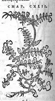 Picture 27 of 60 from Les six livres de Pedacion Dioscoride d’Anazarbe, de la matiere medicale, translatez de Latin en François. A chacun Chapitre sont adjoustees certaines annotations fort doctes, et recueillies des plus excellens Medecins, anciens et modernes, Avec Privilege pour cinq ans, (1559), leaf 221