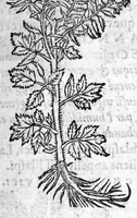 An illustration from Les six livres de Pedacion Dioscoride d’Anazarbe, de la matiere medicale, translatez de Latin en François. A chacun Chapitre sont adjoustees certaines annotations fort doctes, et recueillies des plus excellens Medecins, anciens et modernes, Avec Privilege pour cinq ans, (1559)