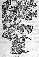 An illustration from Les six livres de Pedacion Dioscoride d’Anazarbe, de la matiere medicale, translatez de Latin en François. A chacun Chapitre sont adjoustees certaines annotations fort doctes, et recueillies des plus excellens Medecins, anciens et modernes, Avec Privilege pour cinq ans, (1559)