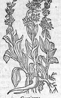 Picture 31 of 60 from Les six livres de Pedacion Dioscoride d’Anazarbe, de la matiere medicale, translatez de Latin en François. A chacun Chapitre sont adjoustees certaines annotations fort doctes, et recueillies des plus excellens Medecins, anciens et modernes, Avec Privilege pour cinq ans, (1559), leaf 255