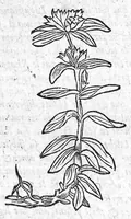 Picture 32 of 60 from Les six livres de Pedacion Dioscoride d’Anazarbe, de la matiere medicale, translatez de Latin en François. A chacun Chapitre sont adjoustees certaines annotations fort doctes, et recueillies des plus excellens Medecins, anciens et modernes, Avec Privilege pour cinq ans, (1559), leaf 255