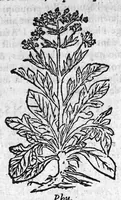 An illustration from Les six livres de Pedacion Dioscoride d’Anazarbe, de la matiere medicale, translatez de Latin en François. A chacun Chapitre sont adjoustees certaines annotations fort doctes, et recueillies des plus excellens Medecins, anciens et modernes, Avec Privilege pour cinq ans, (1559)