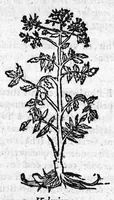 An illustration from Les six livres de Pedacion Dioscoride d’Anazarbe, de la matiere medicale, translatez de Latin en François. A chacun Chapitre sont adjoustees certaines annotations fort doctes, et recueillies des plus excellens Medecins, anciens et modernes, Avec Privilege pour cinq ans, (1559)