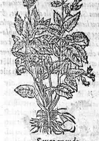 An illustration from Les six livres de Pedacion Dioscoride d’Anazarbe, de la matiere medicale, translatez de Latin en François. A chacun Chapitre sont adjoustees certaines annotations fort doctes, et recueillies des plus excellens Medecins, anciens et modernes, Avec Privilege pour cinq ans, (1559)
