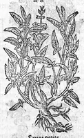 Picture 37 of 60 from Les six livres de Pedacion Dioscoride d’Anazarbe, de la matiere medicale, translatez de Latin en François. A chacun Chapitre sont adjoustees certaines annotations fort doctes, et recueillies des plus excellens Medecins, anciens et modernes, Avec Privilege pour cinq ans, (1559), leaf 276