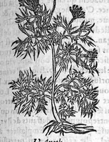 An illustration from Les six livres de Pedacion Dioscoride d’Anazarbe, de la matiere medicale, translatez de Latin en François. A chacun Chapitre sont adjoustees certaines annotations fort doctes, et recueillies des plus excellens Medecins, anciens et modernes, Avec Privilege pour cinq ans, (1559)