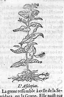 An illustration from Les six livres de Pedacion Dioscoride d’Anazarbe, de la matiere medicale, translatez de Latin en François. A chacun Chapitre sont adjoustees certaines annotations fort doctes, et recueillies des plus excellens Medecins, anciens et modernes, Avec Privilege pour cinq ans, (1559)