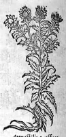 An illustration from Les six livres de Pedacion Dioscoride d’Anazarbe, de la matiere medicale, translatez de Latin en François. A chacun Chapitre sont adjoustees certaines annotations fort doctes, et recueillies des plus excellens Medecins, anciens et modernes, Avec Privilege pour cinq ans, (1559)
