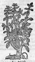 An illustration from Les six livres de Pedacion Dioscoride d’Anazarbe, de la matiere medicale, translatez de Latin en François. A chacun Chapitre sont adjoustees certaines annotations fort doctes, et recueillies des plus excellens Medecins, anciens et modernes, Avec Privilege pour cinq ans, (1559)