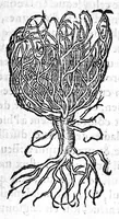 An illustration from Les six livres de Pedacion Dioscoride d’Anazarbe, de la matiere medicale, translatez de Latin en François. A chacun Chapitre sont adjoustees certaines annotations fort doctes, et recueillies des plus excellens Medecins, anciens et modernes, Avec Privilege pour cinq ans, (1559)
