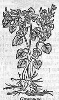 Picture 49 of 60 from Les six livres de Pedacion Dioscoride d’Anazarbe, de la matiere medicale, translatez de Latin en François. A chacun Chapitre sont adjoustees certaines annotations fort doctes, et recueillies des plus excellens Medecins, anciens et modernes, Avec Privilege pour cinq ans, (1559), leaf 345