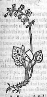 Picture 50 of 60 from Les six livres de Pedacion Dioscoride d’Anazarbe, de la matiere medicale, translatez de Latin en François. A chacun Chapitre sont adjoustees certaines annotations fort doctes, et recueillies des plus excellens Medecins, anciens et modernes, Avec Privilege pour cinq ans, (1559), leaf 362