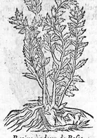 Picture 52 of 60 from Les six livres de Pedacion Dioscoride d’Anazarbe, de la matiere medicale, translatez de Latin en François. A chacun Chapitre sont adjoustees certaines annotations fort doctes, et recueillies des plus excellens Medecins, anciens et modernes, Avec Privilege pour cinq ans, (1559), leaf 375