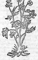 An illustration from Les six livres de Pedacion Dioscoride d’Anazarbe, de la matiere medicale, translatez de Latin en François. A chacun Chapitre sont adjoustees certaines annotations fort doctes, et recueillies des plus excellens Medecins, anciens et modernes, Avec Privilege pour cinq ans, (1559)