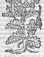 Picture 54 of 60 from Les six livres de Pedacion Dioscoride d’Anazarbe, de la matiere medicale, translatez de Latin en François. A chacun Chapitre sont adjoustees certaines annotations fort doctes, et recueillies des plus excellens Medecins, anciens et modernes, Avec Privilege pour cinq ans, (1559), leaf 387