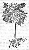 Picture 7 of 60 from Les six livres de Pedacion Dioscoride d’Anazarbe, de la matiere medicale, translatez de Latin en François. A chacun Chapitre sont adjoustees certaines annotations fort doctes, et recueillies des plus excellens Medecins, anciens et modernes, Avec Privilege pour cinq ans, (1559), leaf 42