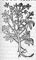 Picture 58 of 60 from Les six livres de Pedacion Dioscoride d’Anazarbe, de la matiere medicale, translatez de Latin en François. A chacun Chapitre sont adjoustees certaines annotations fort doctes, et recueillies des plus excellens Medecins, anciens et modernes, Avec Privilege pour cinq ans, (1559), leaf 432