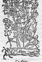 Picture 59 of 60 from Les six livres de Pedacion Dioscoride d’Anazarbe, de la matiere medicale, translatez de Latin en François. A chacun Chapitre sont adjoustees certaines annotations fort doctes, et recueillies des plus excellens Medecins, anciens et modernes, Avec Privilege pour cinq ans, (1559), leaf 447