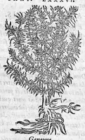An illustration from Les six livres de Pedacion Dioscoride d’Anazarbe, de la matiere medicale, translatez de Latin en François. A chacun Chapitre sont adjoustees certaines annotations fort doctes, et recueillies des plus excellens Medecins, anciens et modernes, Avec Privilege pour cinq ans, (1559)