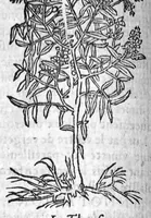 Picture 10 of 60 from Les six livres de Pedacion Dioscoride d’Anazarbe, de la matiere medicale, translatez de Latin en François. A chacun Chapitre sont adjoustees certaines annotations fort doctes, et recueillies des plus excellens Medecins, anciens et modernes, Avec Privilege pour cinq ans, (1559), leaf 91