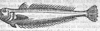 An illustration from Deux livres des venins, ausquels il est amplement discouru des bestes venimeuses, theriaques, poisons et contrepoisons, par Jaques Grevin de Clermont en Beauvaisis, Medecin à Paris. Ensemble, les œuvres de Nicandre, Medecin et Poëte Grec, traduictes en vers François (1568)
