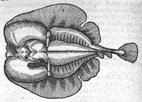 An illustration from Deux livres des venins, ausquels il est amplement discouru des bestes venimeuses, theriaques, poisons et contrepoisons, par Jaques Grevin de Clermont en Beauvaisis, Medecin à Paris. Ensemble, les œuvres de Nicandre, Medecin et Poëte Grec, traduictes en vers François (1568)