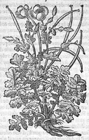 An illustration from Deux livres des venins, ausquels il est amplement discouru des bestes venimeuses, theriaques, poisons et contrepoisons, par Jaques Grevin de Clermont en Beauvaisis, Medecin à Paris. Ensemble, les œuvres de Nicandre, Medecin et Poëte Grec, traduictes en vers François (1568)