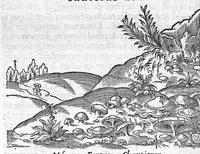 An illustration from Deux livres des venins, ausquels il est amplement discouru des bestes venimeuses, theriaques, poisons et contrepoisons, par Jaques Grevin de Clermont en Beauvaisis, Medecin à Paris. Ensemble, les œuvres de Nicandre, Medecin et Poëte Grec, traduictes en vers François (1568)