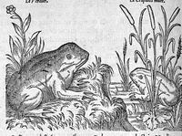 An illustration from Deux livres des venins, ausquels il est amplement discouru des bestes venimeuses, theriaques, poisons et contrepoisons, par Jaques Grevin de Clermont en Beauvaisis, Medecin à Paris. Ensemble, les œuvres de Nicandre, Medecin et Poëte Grec, traduictes en vers François (1568)