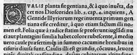 An illustration from In hoc opere contenta : Ant. Musae de Herba vetonica liber I, L. Apulei de Medicaminibus herbarum liber I, per Gabrielem Humelbergium,... recogniti et emendati... adjuncto commentariolo ejusdem (1537)