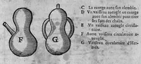 An illustration from Le grand thresor, ou dispensaire et antidotaire tant general que special ou particulier des remedes servans à la santé du corps humain : dressé en latin... (1616)