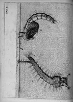 An illustration from Histoire générale des insectes. Où l'on expose clairement la manière lente & presqu'insensible de l'accroissement de leurs membres, & ou l'on découvre évidemment l'erreur où l'on tombe d'ordinaire au sujet de leur prétendue transformation. Par Jean Swammerdam Docteur en médecine. Avec des figures (1682)
