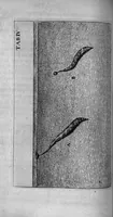 An illustration from Histoire générale des insectes. Où l'on expose clairement la manière lente & presqu'insensible de l'accroissement de leurs membres, & ou l'on découvre évidemment l'erreur où l'on tombe d'ordinaire au sujet de leur prétendue transformation. Par Jean Swammerdam Docteur en médecine. Avec des figures (1682)