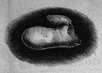 Picture 13 of 23 from Histoire générale des insectes. Où l'on expose clairement la manière lente & presqu'insensible de l'accroissement de leurs membres, & ou l'on découvre évidemment l'erreur où l'on tombe d'ordinaire au sujet de leur prétendue transformation. Par Jean Swammerdam Docteur en médecine. Avec des figures (1682), leaf 190